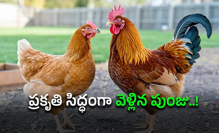 వింత కేసు: పుంజు పెట్ట వద్దకు వెళ్లిందని గొడవ!
