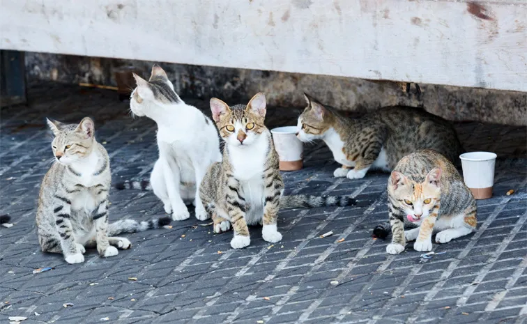 Hundreds of cats stolen for food in Vietnam rescued by police