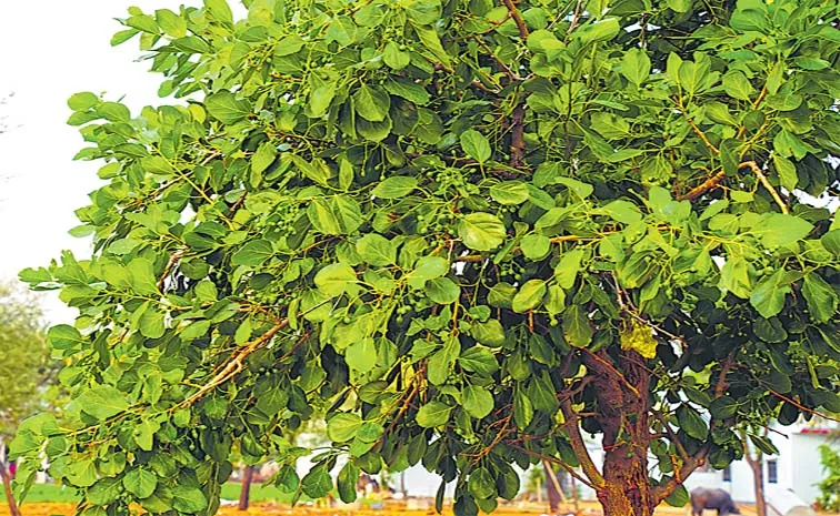ఈ చెట్టుకు ఔషధ గుణాలు ఉన్నాయని చరిత్ర చెబుతోంది..!