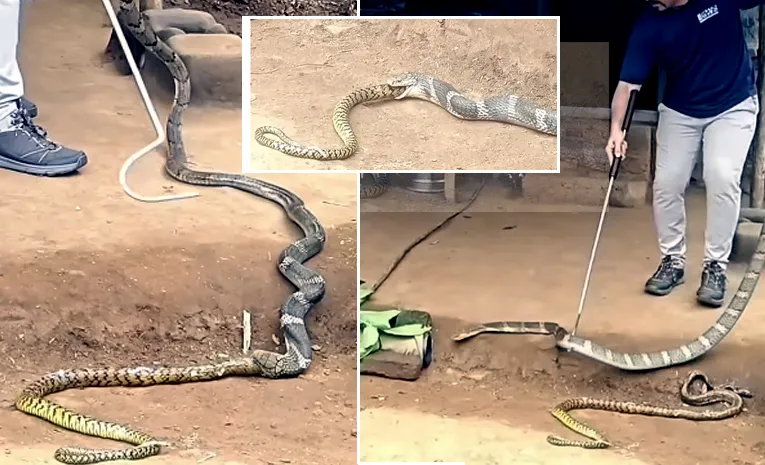 King Cobra Caught After Swallowing a snake Snake!