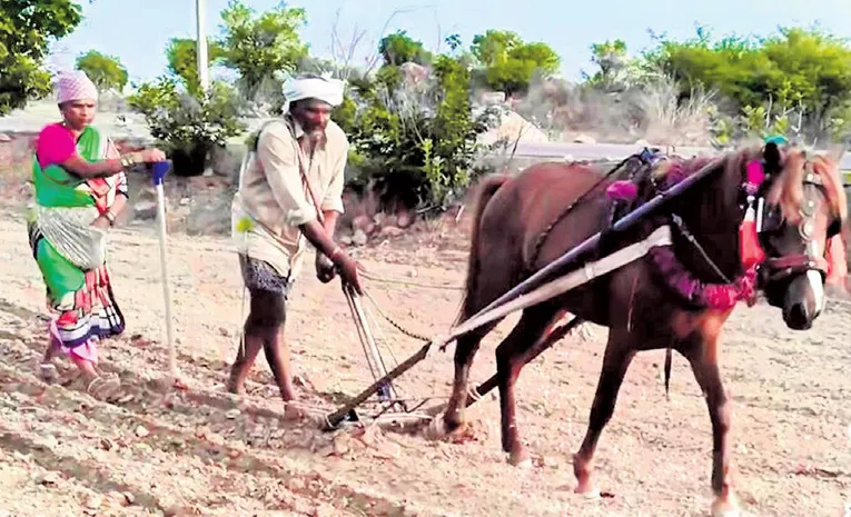 చల్‌..చల్‌ గుర్రం... ఆశల సేద్యం