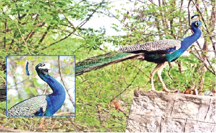 A Short Story About The Beauty Of A Peacock's During The Monsoon Season7