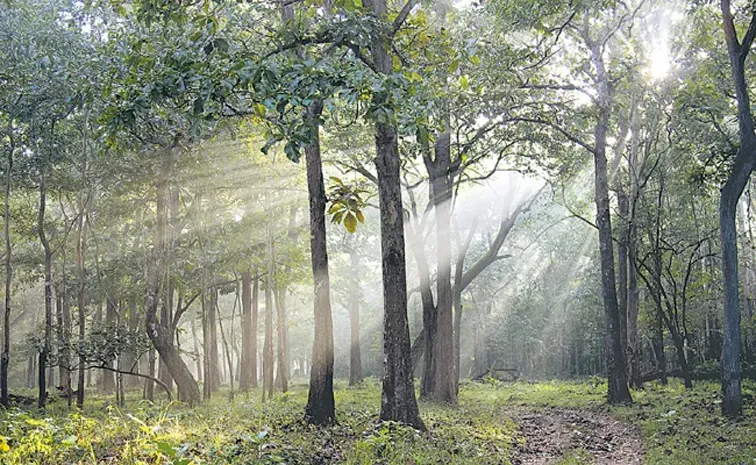 Sakshi Editorial On Forest Wilderness cry