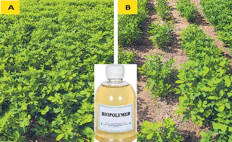 Higher Yield With Bio Seed Coating Sagubadi Agriculture