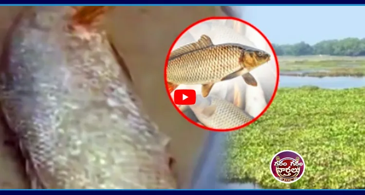 ఒక్క చేప 2 లక్షలు.. తింటారా? 