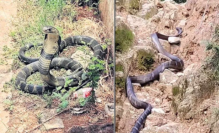 ఆరు అడుగుల గిరినాగు హల్‌చల్‌