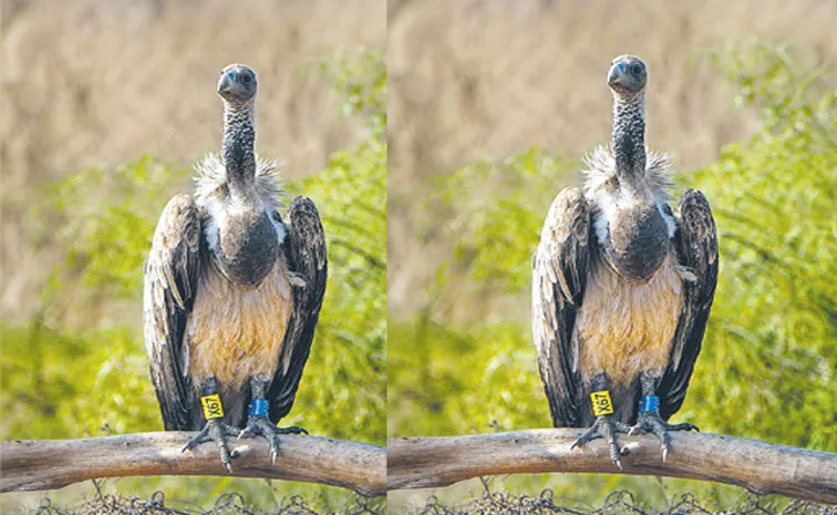 Captive-bred vulture soars 3,334 km from Maharashtra to Ranthambore
