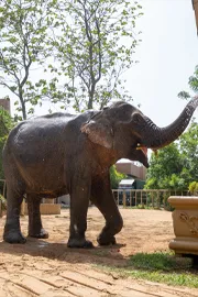 No More Painful Walks After Years of Suffering Maniki Comes to Vantara for Healing