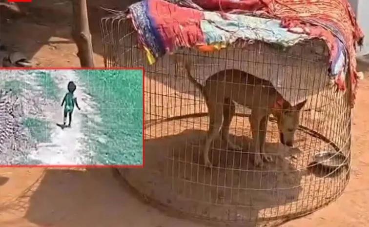 Breakthrough in Jaanu Case: Postmortem Confirms Pet Dog Natural Death