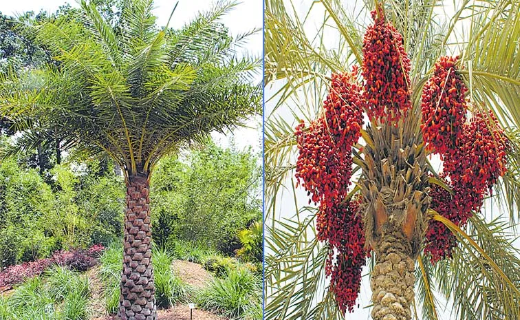 Silver Date Palm Cultivation Method
