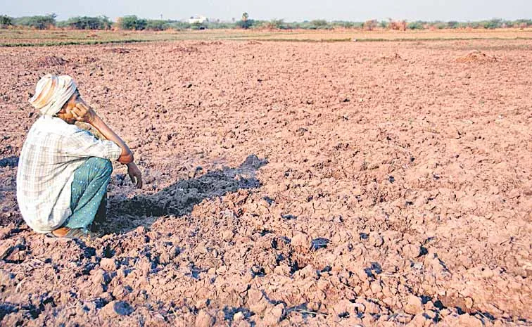 Farmers concerned about lentil cultivation due to lack of subsidized seeds and fertilizers