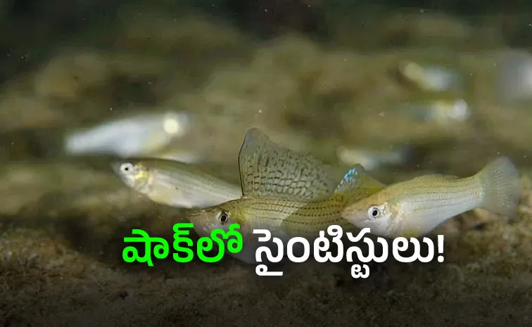 Amazon molly reproduces without males and survives, Check Details Here