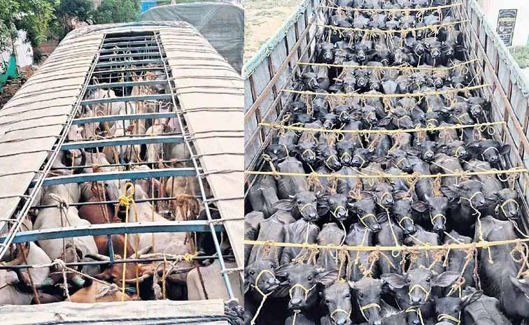 High tech cattle ranching in Rayalaseema