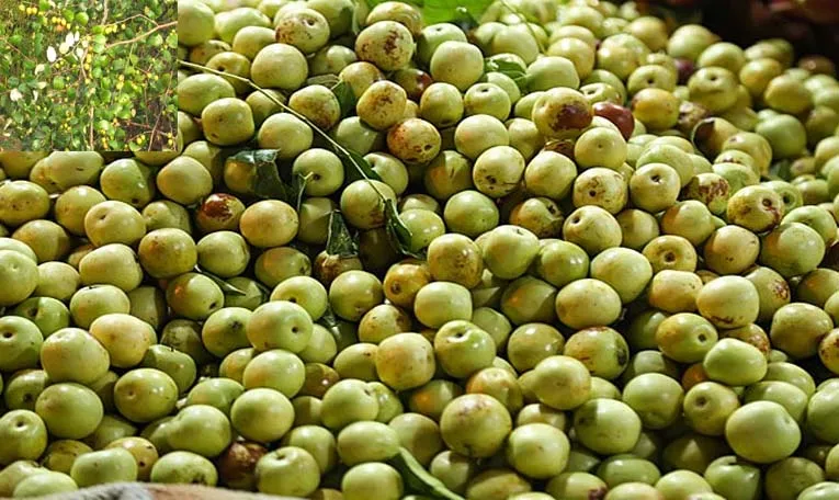 Sagubadi: Health Tips: What Is Jujube Fruit Nutrition Benefits and Uses