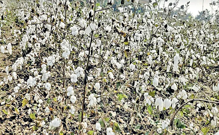 Aditya BG-2 Cotton Seeds Hit the Marke: Andhra Pradesh