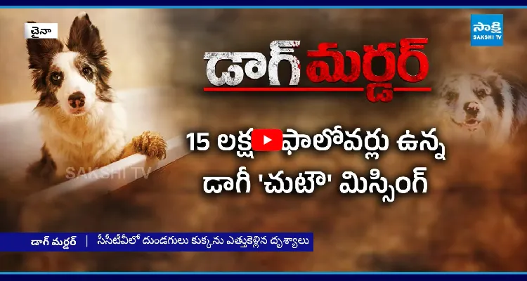 చైనాలో ఘోరం.. 15 లక్షలు ఫాలోవర్స్ ఉన్న కుక్క 'చుటౌ'ను చంపేశారు