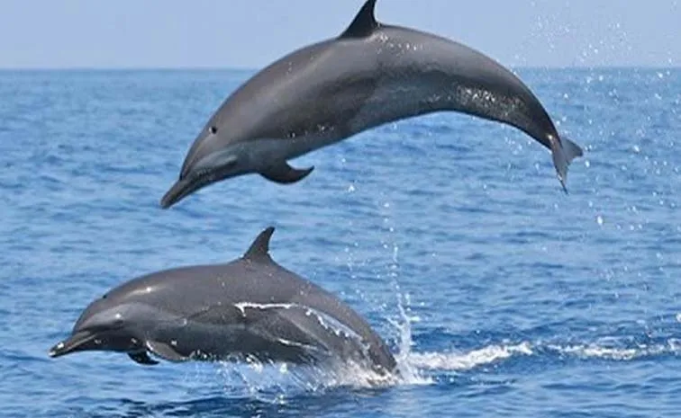 Protecting rivers preserving life Indias Dolphin Rescue