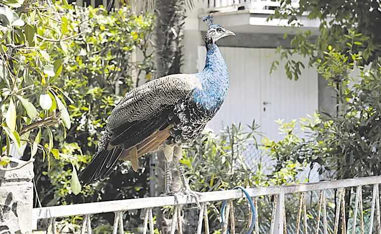 More than 100 peacocks are wreaking havoc in Italian seaside town of Punta Marina