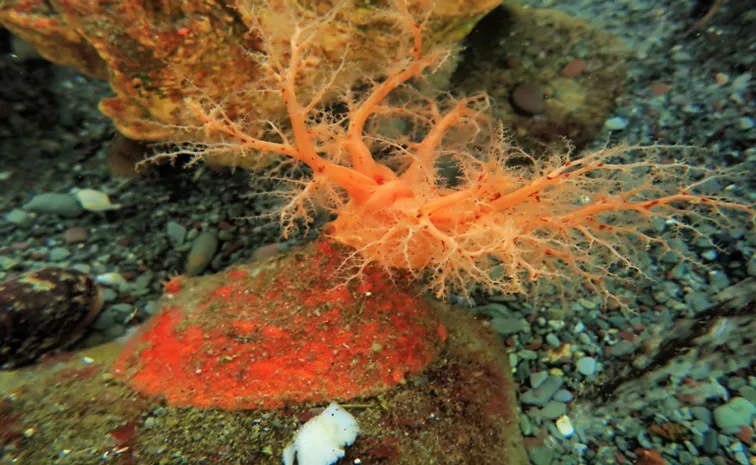 Sea cucumber tissue survives for years in open water, study finds