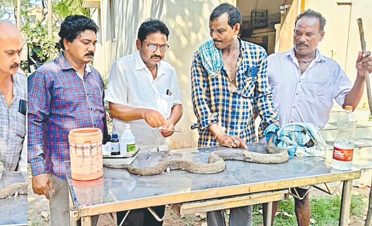 farmer saves injured cobra and gets it treated