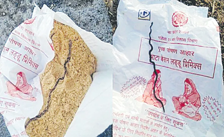 Dead Snake Found In Food Packet Given To Pregnant Woman At Anganwadi
