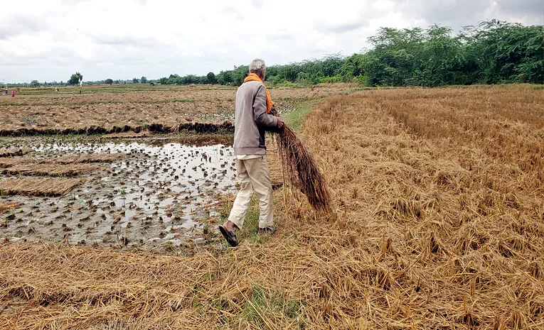 Paddy Stubble Fires Turn Deadly: Farmers Pay the Ultimate Price