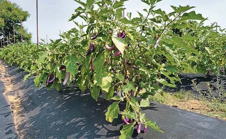 Sagubadi Amazing Results With Rice Husk Biochar And Weed Mats