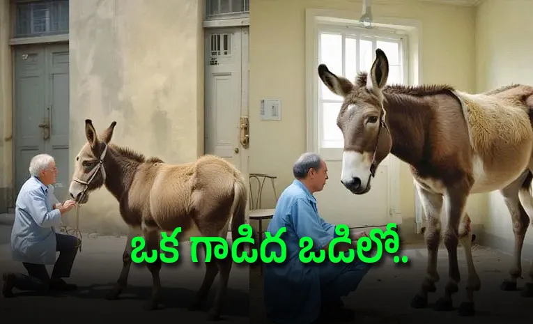 Donkey Therapy Paris Hospital Uses Donkeys to Treat Mental Illness