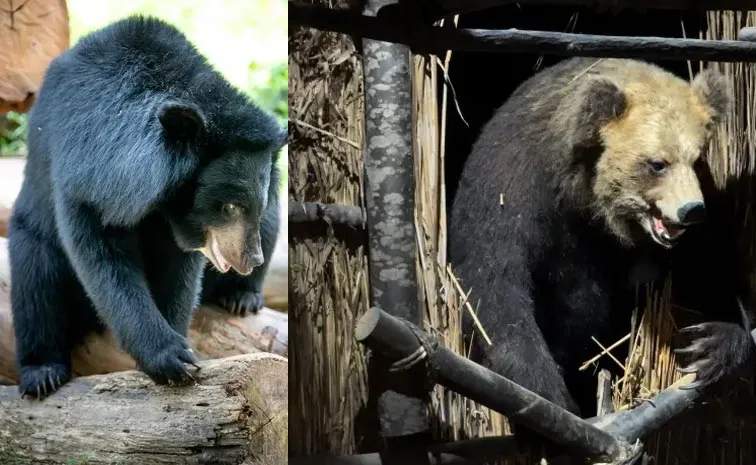 Bear Terror in Japan: 100 Schools Shut Down1