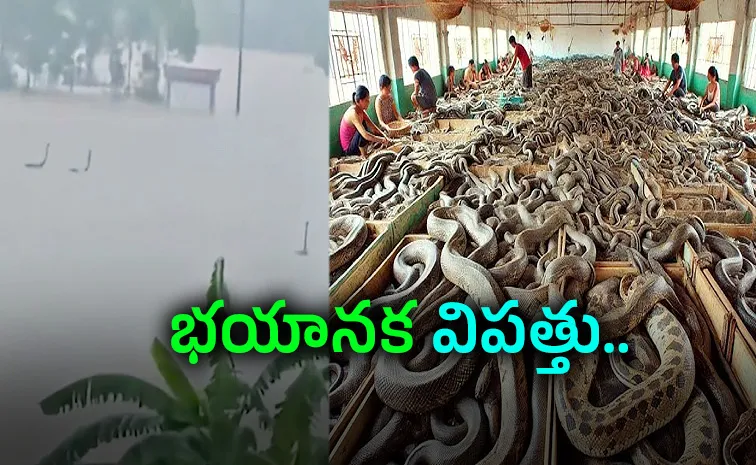 China Venom Business Exposed Snakes Escape Floods Here Full Details