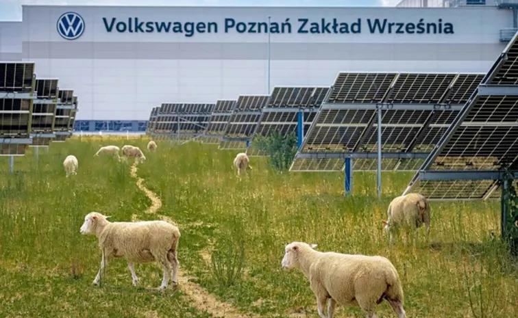 To maintain the solar powered factory in Poland using 100 sheeps by Volkswagen