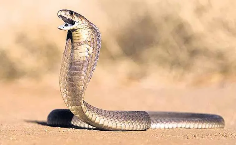 Young woman dies after being bitten by a snake
