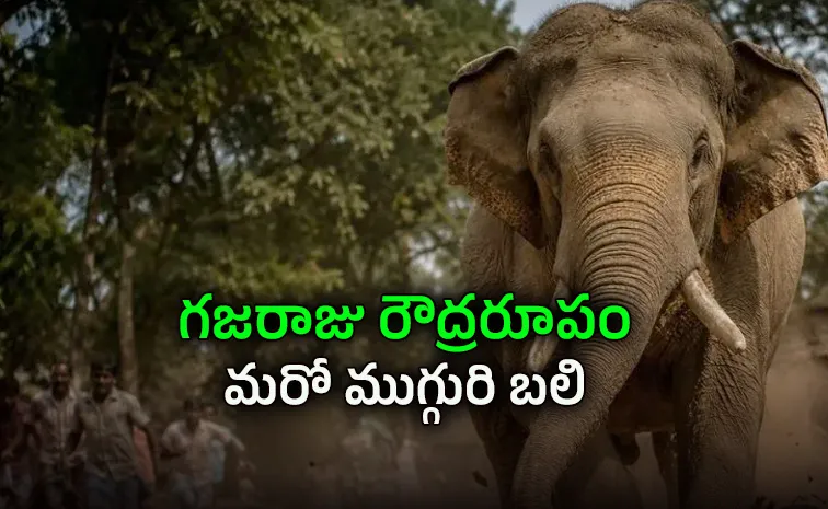  Elephant attacks claim two more lives in Chhattisgarh