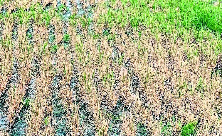 El Nino is having a serious impact on the agricultural sector
