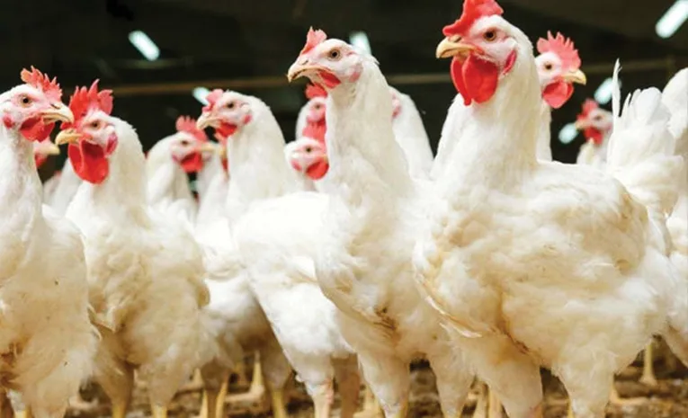 Chicken Rates Hikes In Telugu States