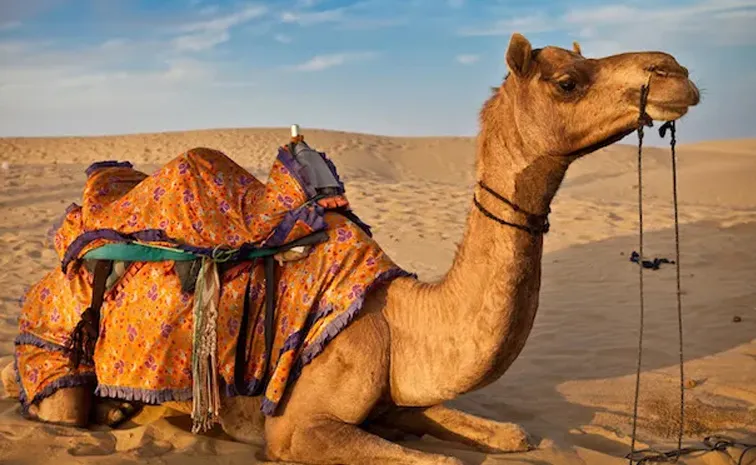 Shocking Are Camels Fed Live Venomous Snakes check the fact 