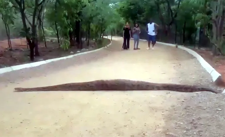 Python spotted crossing walking track at KBR National Park