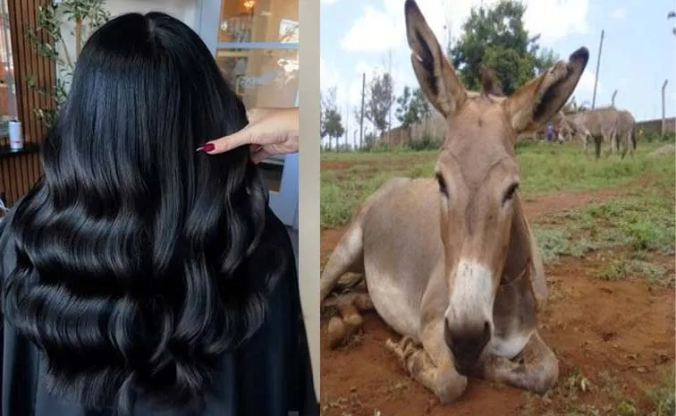 Beauty Tips: donkey liver to restore or maintain black hair