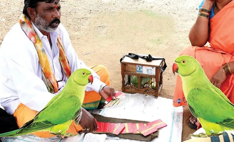 పలకని చిలుక  