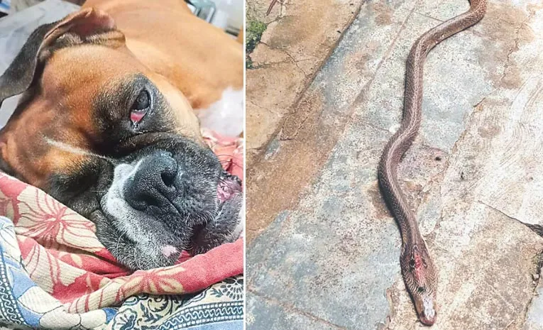 Dog Fight With Snake in Kakinada