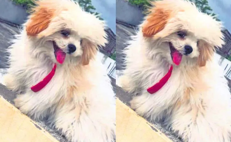 Pet Dog Abducted In Miryalaguda Nalgonda District Incident