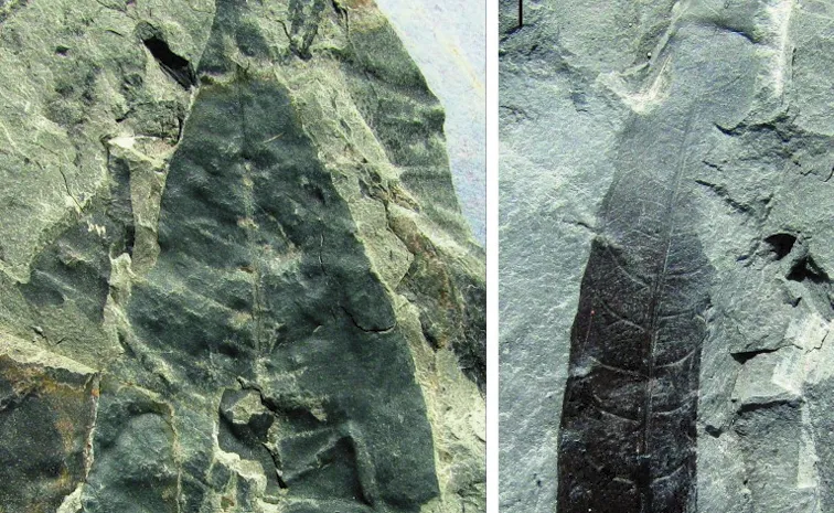 24 million years old Kewra plant fossil found in Assam