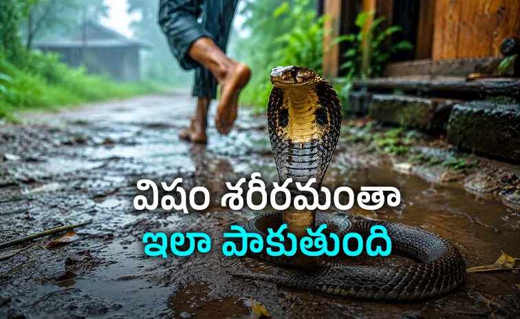 వానాకాలం పాము కాట్లు.. ఒక్క తప్పు చేసినా ప్రాణం పోయే ప్రమాదం