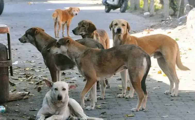 Delhi High Court Suo Motu PIL On Stray Dog