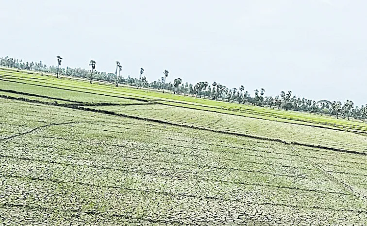 వరి రైతుకు వెన్నుపోటు