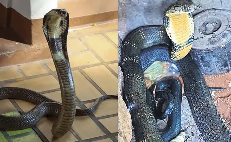 వేములవాడలో 10 అడుగుల నాగుపాము కలకలం..