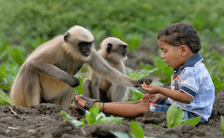 Monkey That Attacked 40 People Sparks Panic in Tamilnadu1
