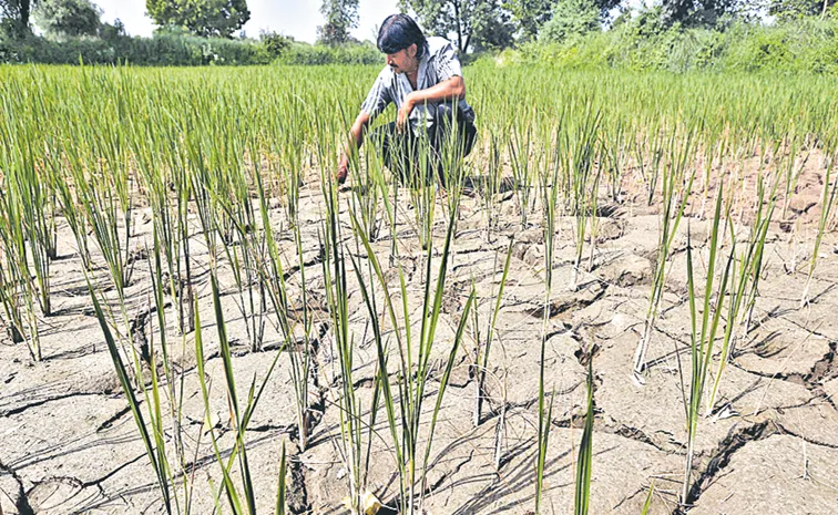 Crop Cultivation 32 lakh acres decrease compared to last year