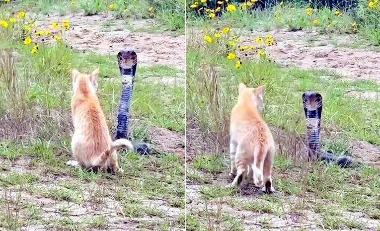 Cat And King Cobra Fight In Social Media