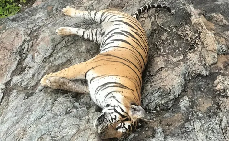 injured tigress found in pilibhit tiger reserve dies during treatment